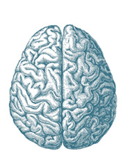 Brain graphic representing no image available.